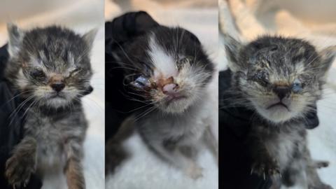 Three small kittens, each being held by a hand in a black glove with discharge glueing their eyes shut
