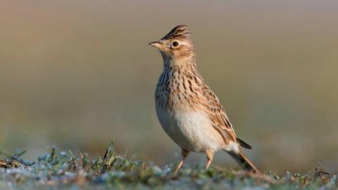 A skylark - a brown bird with a crested head - walks along a frosty patch of grass