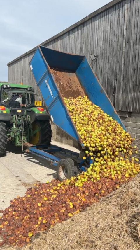 A green tractor tips green and brown apples from a blue trailer onto a pile of apples on the ground. Many of the apples are rotten. There is a barn in the background with a wall made of breeze blocks and wooden slats.