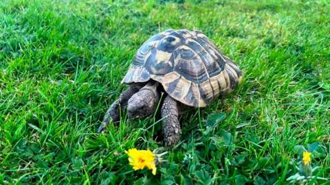 Leonardo the tortoise enjoying the garden