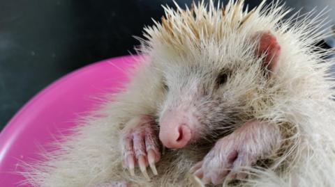 A blonde hedgehog sitting in a plastic bowl. Its nose, ears and front paws are covered in pink skin and it has black-coloured eyes. The face and small part of stomach visible is white and the top of its head and sides are covered in fawn-coloured spikes about an inch (2.5cm) long. 