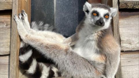 A ring-tailed lemur relaxes in a window frame at Bristol Zoo Project