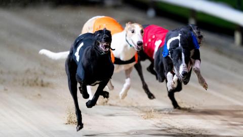 Four greyhounds wearing muzzles racing on a track at night. Three are highly visible but you can just see the head of another dog behind another on the right hand side of the picture.