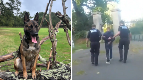 A composite of a police dog sat on a branch and a man being arrested