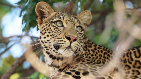 A leopard