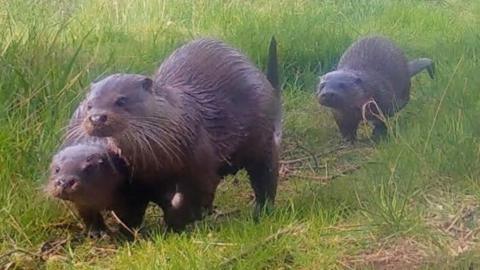 Three otters, on the move. The mother, to the front right, is larger than the two. They are walking on grass, with sticks on the ground.