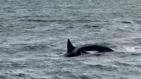 Two orcas swimming in the sea. The adult orca's fin and back can be seen in the water as it prepares to dive under. Very close to it is a young calf, whose head is just emerging from the water.