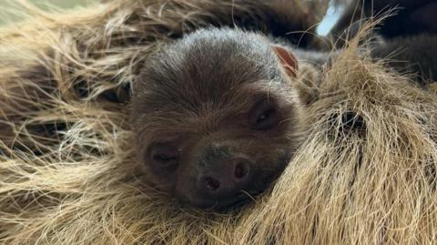 the face of a baby sloth nuzzled in an adult sloth's fur