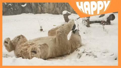 A polar bear in the snow and the Happy News logo