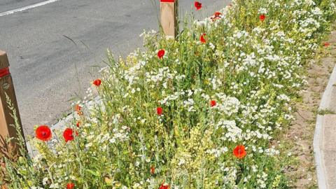 a flower bed at the side of the road planted with wild flowers