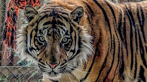 A close up of a Sumatran tigers looking directly at the camera. It has yellow eyes. It has orange fur and black stripes and a pink nose. 