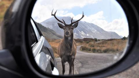 A deer in a car wing mirror