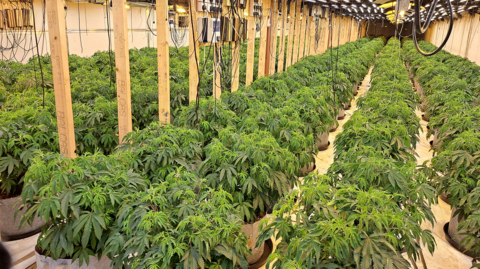 A large, long room full of cannabis plants 