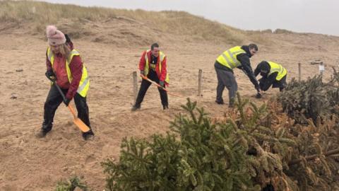 Volunteers, who are wearing high-vis jackets over their clothing, are using spades to shovel sand on the sand dunes. There are rows of Christmas trees in front of them.