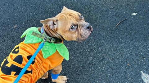 Pumpkin the pocket bully in a pumpkin jumper