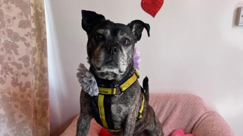 Lola Lou, a nine-year-old Staffordshire bull terrier cross wearing a bow