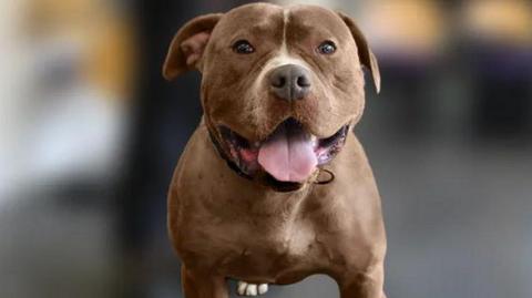 A stock photo of a dog described by Defra as an XL bully looks at the camera, with its tongue hanging out