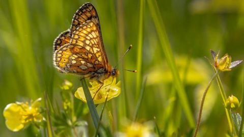 A butterfly on a flower