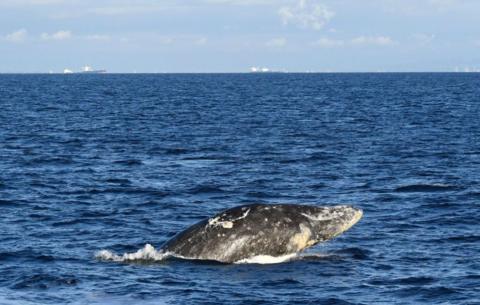 A grey whale partially rising out of a blue ocean
