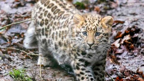 The picture shows a young leopard cub walking across wet ground covered in fallen leaves and patches of grass. The cub has striking blue eyes and a thick, spot‑covered coat that stands out against the damp, earthy background. Its body is low to the ground.