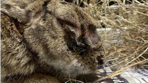 An injured rabbit sat on some newspaper and with some hay. 
