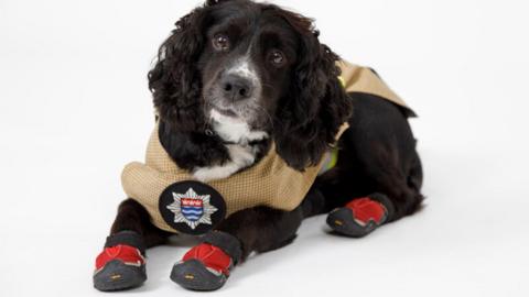 A picture of Sherlock, a black cocker spaniel with a white nose and chest, as a puppy wearing a beige checked fire vest with the black, blue, red and white LFB crest, as well as tiny red and black rubber boots