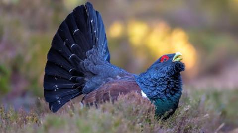 A male capercaillie in an area of heather. The bird has dark blue and dark grey feathers. It has bright red plumage around the top of its eye.