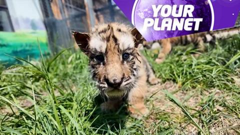 A Siberian tiger cub and the Your Planet logo