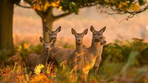 A small group of red deer hinds standing under a tree in a forest, surrounded by vegetation.