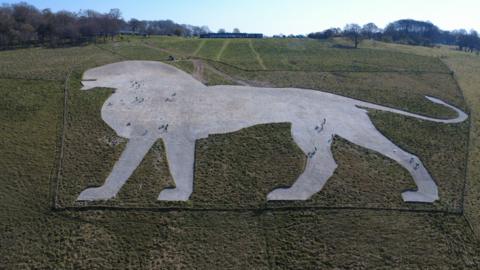 An aerial view of the large white chalk lion which is cut into a green hillside. At the top of the hill trees can be seen and a small building. On the chalk lion, the dots of people can be seen, but they are very small because the picture is taken from a drone high in sky.