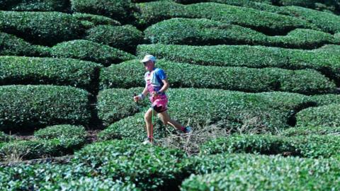 A man wearing a white cap, sunglasses, a blue and pink top and shorts runs down a hill side with green bushes on either side of him. 