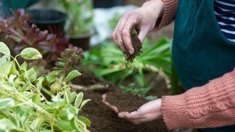 A person in a garden. They are knelt down next to some plants, and are holding a pile of soil in their hands.