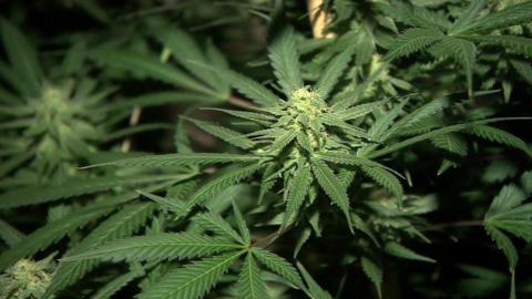 Several cannabis plants growing in a dark room. They have thick buds in the middle and long jagged leaves. 