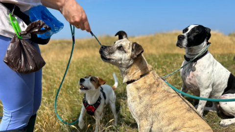 Three dogs on a walk on a grassy hill are kept on leads with a woman holding them with poo bags tied to her waist.