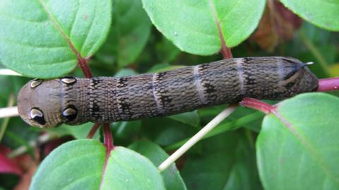 A close up photo of a brown caterpillar with snake-like markings resting on a branch among some green leaves.