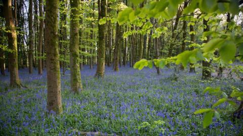 A woodland floor cover in bluebells, surrounded by trees. Green leaves from one of the trees can be seen on the far right of the image.