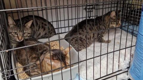 Three cats in a cage lined with a fluffy blanket and a litter tray. The cats are tabbies with dark brown/grey coats and black markings.