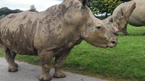A large white rhino is standing on a concrete path, next to grass.