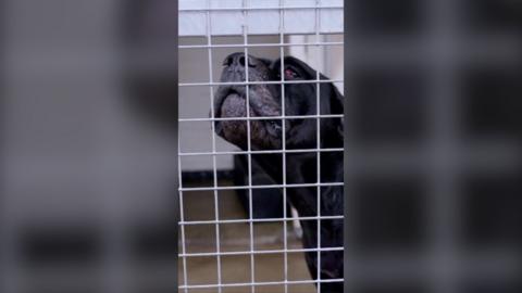 Inside the kennels responding to vicious XL bully attacks