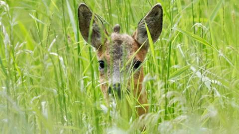 A deer hiding in long grass