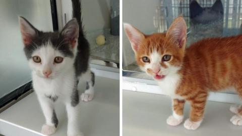 A grey and white kitten is in the left image and a ginger and white kitten is in the right image. They are in glass-fronted cubicles at the rescue centre.