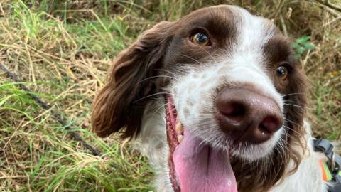 A close-up of Freda, a springer spaniel, looking at the camera and panting as she sits in vegetation. She has long brown ears and brown patches over her eyes as well as a brown nose and brown eyes. The rest of her is white. Part of her hi-viz harness with buckle is visible and her lead is laid across the ground.