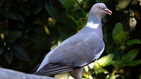 Generic image of a wood pigeon