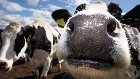 Up close to the camera is the nose of a black and white cow. Its nostrils are close to the lens. A similar animal is next to it.