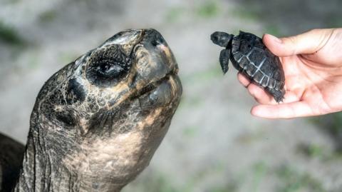 Goliath the tortoise with baby tortoise. 