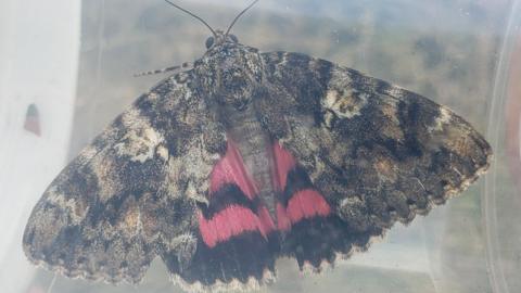 Dark crimson underwing moth with wings open showing mottled brown and red colouring