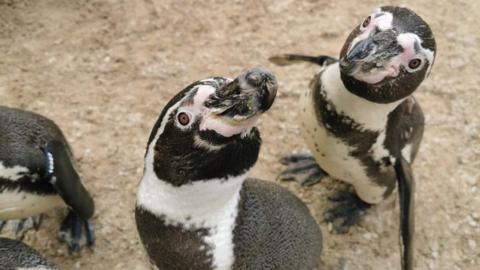 Two penguins standing on the ground and looking up into the camera lense. They are black and white in colour. They have brown bead-shaped eyes.