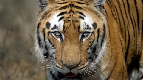 Indian tiger