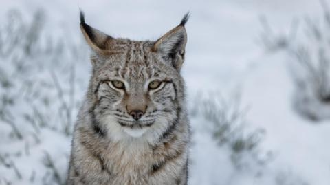 Lioncs anns an t-sneachd