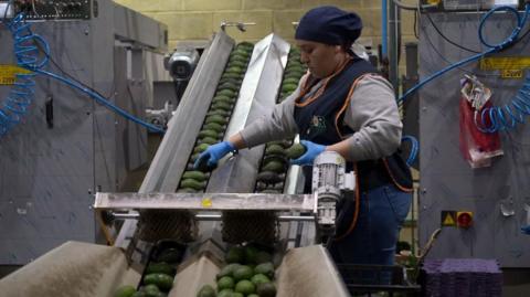 A worker selects avocados at a packing plant in the municipality of Uruapan, Michoacan state, Mexico, on February 5, 2025.